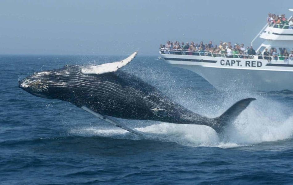 newport rhode island whale watching tours